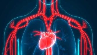 An illustration of a human heart.